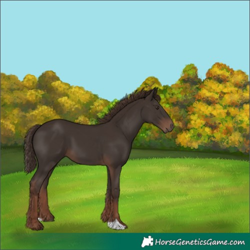 Horse Color:Liver Chestnut 