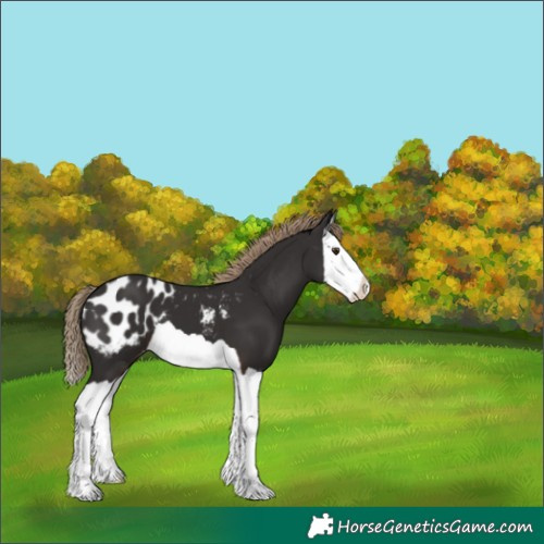 Horse Color:Liver Chestnut Splash Appaloosa 