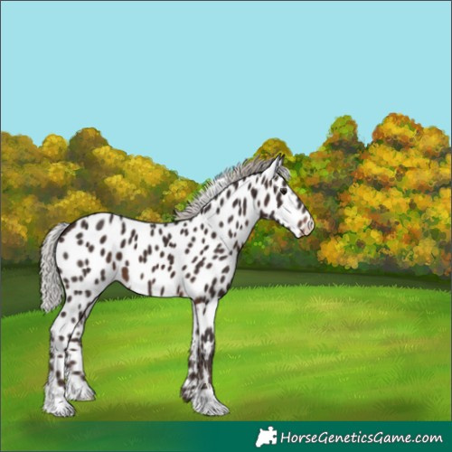 Horse Color:Silver Brown Appaloosa 