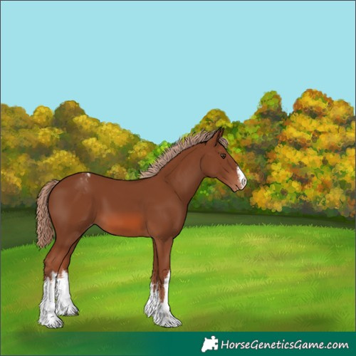 Horse Color:White Spotted Chestnut Appaloosa 