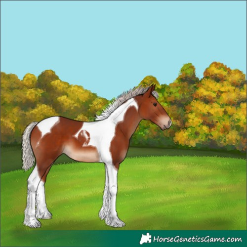 Horse Color:Chocolate Silver Bay Tobiano 