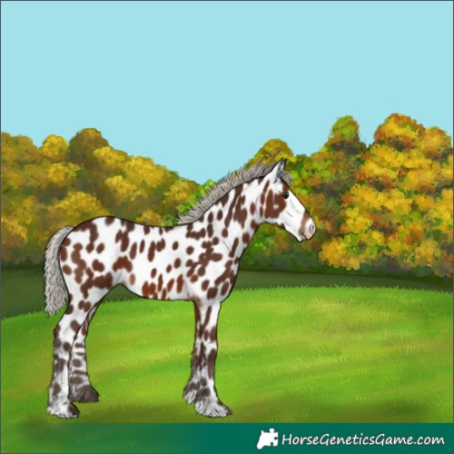 Horse Color:Silver Brown Appaloosa 