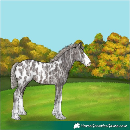 Horse Color:White Spotted Silver Brown Ice Near Leopard Rabicano 