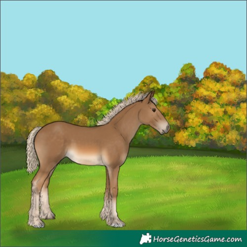 Horse Color:Chocolate Palomino 