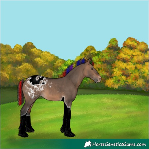 Horse Color:Painted Bay Dun Tobiano Appaloosa 