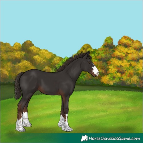 Horse Color:Liver Chestnut 