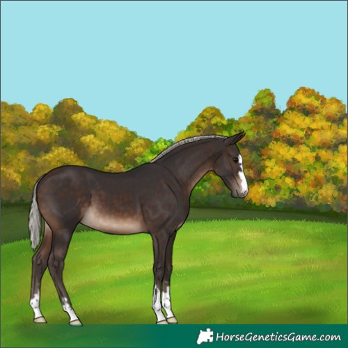 Horse Color:Silver Brown 