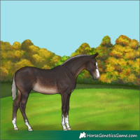 Horse Color:Silver Brown 
