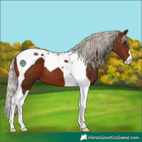 Horse Color:Silver Brown Tobiano 