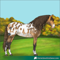 Horse Color:Buckskin Near Leopard 