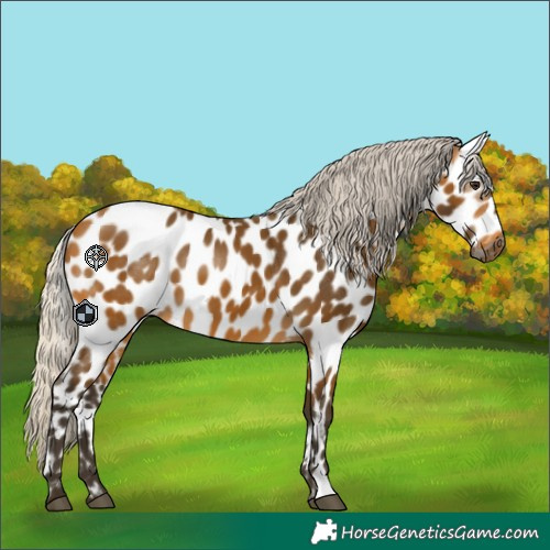 Horse Color:Gray Silver Buckskin Appaloosa 