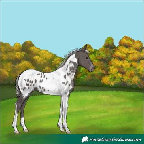 Horse Color:Silver Black Tobiano Appaloosa 