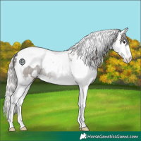 Horse Color:White Spotted Silver Black Splash Tobiano