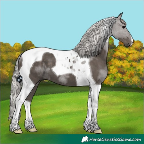 Horse Color:Silver Black Tobiano 