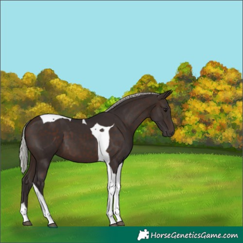 Horse Color:Silver Brown Tobiano 