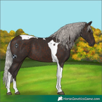 Horse Color:Silver Brown Tobiano 