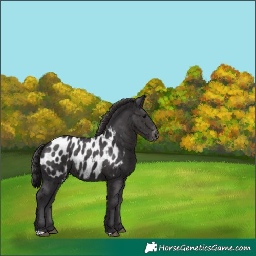 Horse Color:Smoky Black Appaloosa 