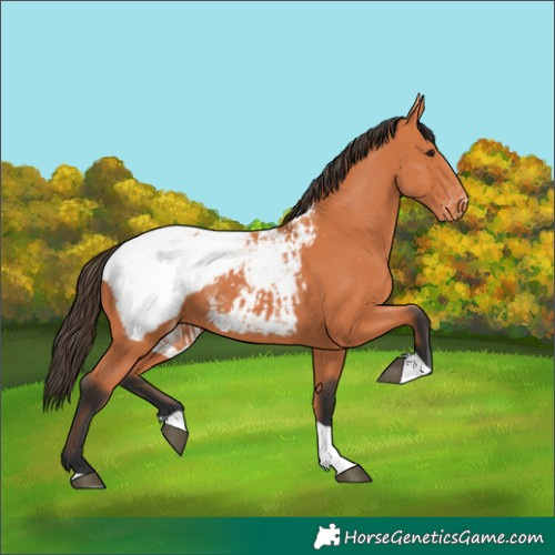 Horse Color:Bay Tobiano Appaloosa 