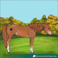 Horse Color:Chestnut 