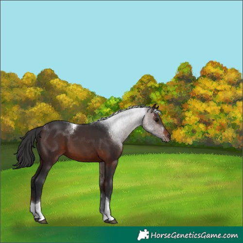 Horse Color:Brown Tobiano 