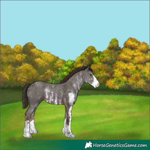 Horse Color:Liver Chestnut Sabino 