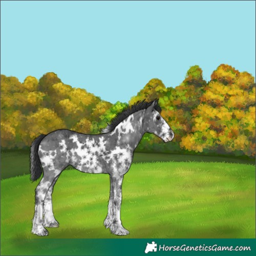 Horse Color:White Spotted Black Sabino 