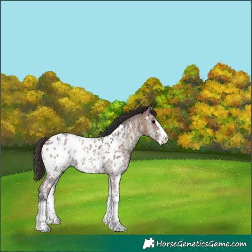Horse Color:Bay Ice Onyx Sabino Blanket 
