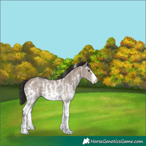 Horse Color:Liver Red Dun Sabino 