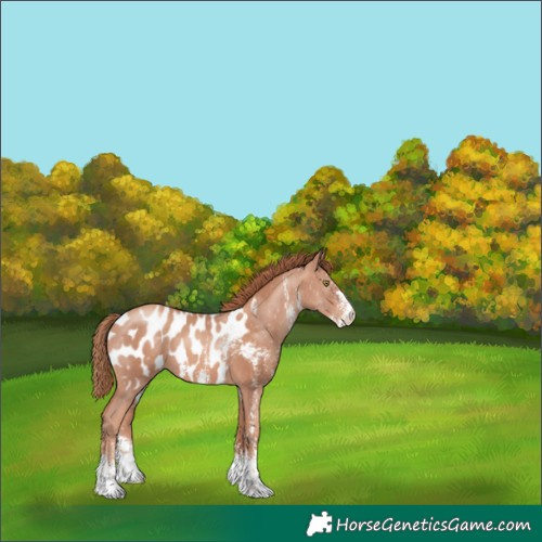 Horse Color:Gold Champagne Sabino Blanket 