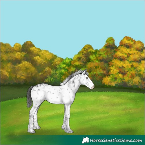 Horse Color:White Spotted Liver Chestnut Sabino 