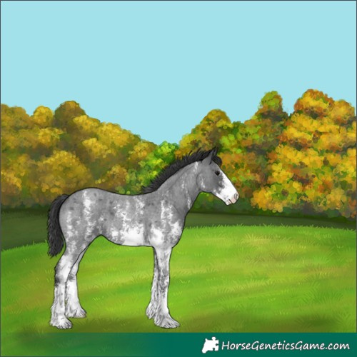 Horse Color:Blue Roan Sabino 