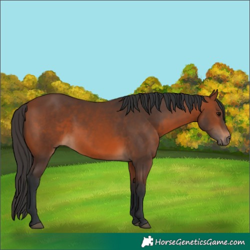 Horse Color:Bay 
