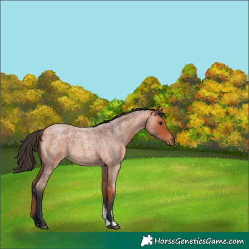 Horse Color:Bay Roan Sabino 
