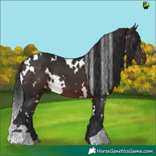 Horse Color:White Spotted Brown