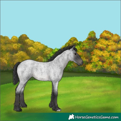 Horse Color:Blue Roan 