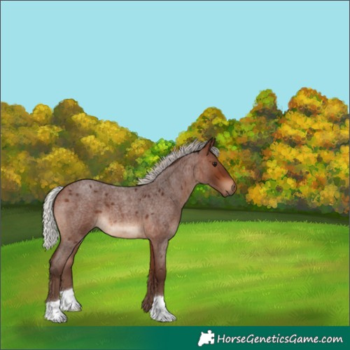 Horse Color:Silver Bay Roan 