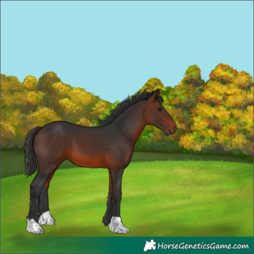 Horse Color:Bay 