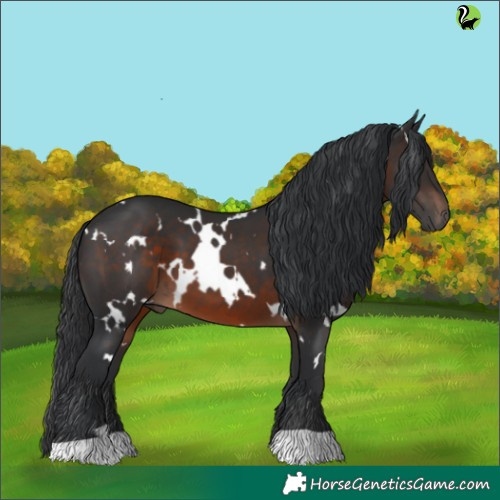 Horse Color:White Spotted Brown