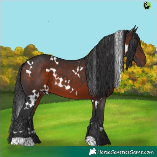 Horse Color:White Spotted Brown 