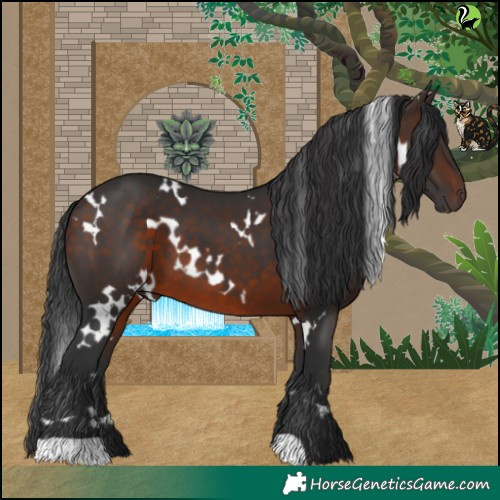 Horse Color:White Spotted Brown 