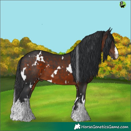 Horse Color:White Spotted Brown 