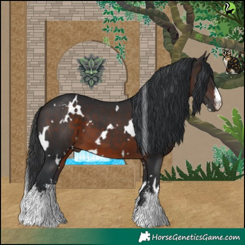 Horse Color:White Spotted Brown 