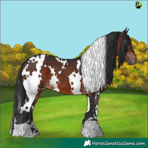 Horse Color:White Spotted Brown