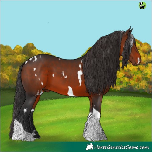 Horse Color:White Spotted Brown Tobiano 