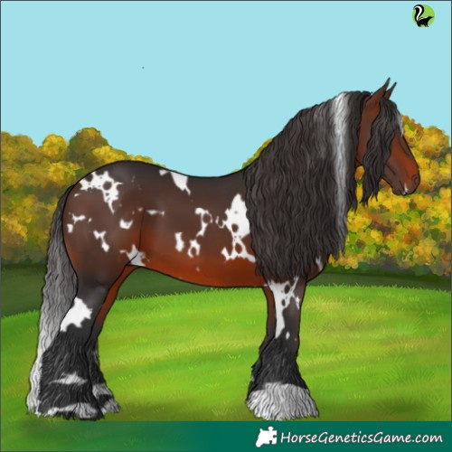 Horse Color:White Spotted Brown