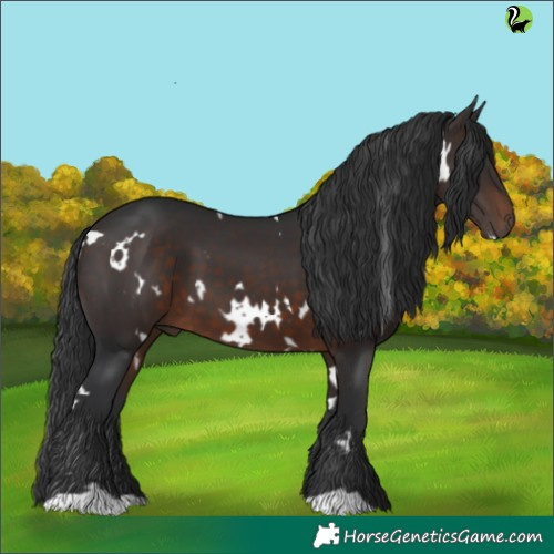 Horse Color:White Spotted Brown
