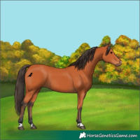 Horse Color:Bay 