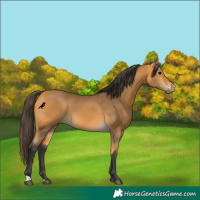Horse Color:Buckskin 