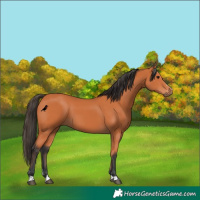 Horse Color:Bay 