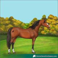 Horse Color:Bay 